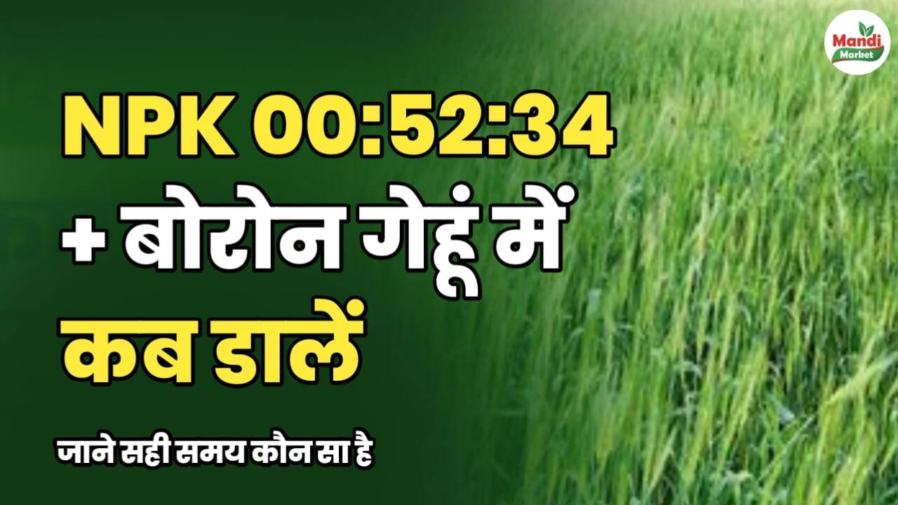 NPK 00:52:34 + बोरोन गेहूं में कब डालें? 90% किसान नहीं जानते | जाने सही समय कौन सा है