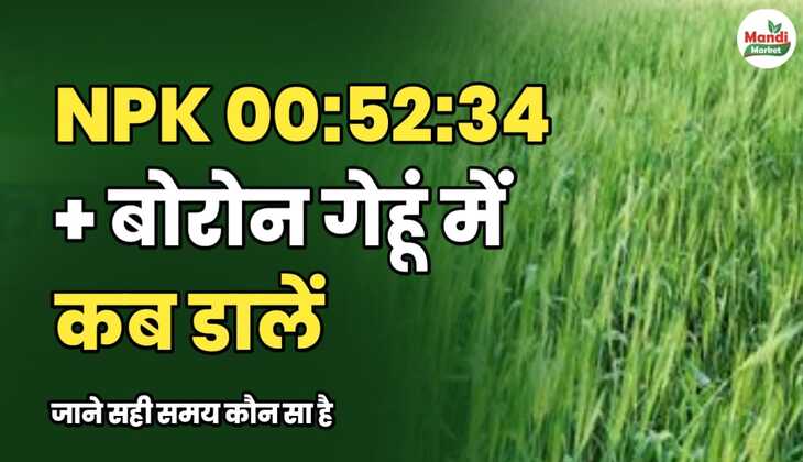 NPK 00:52:34 + बोरोन गेहूं में कब डालें? 90% &nbsp;किसान नहीं &nbsp;जानते&nbsp;| जाने सही समय कौन सा है