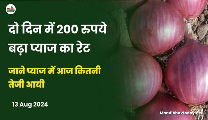 दो दिन में 200 रुपये बढ़ा प्याज का रेट | जाने आज मंडियों क्या मिल रहे है प्याज के रेट