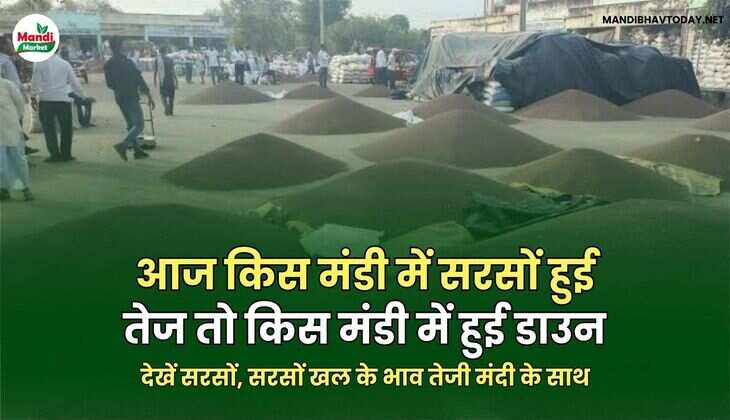 देखें सरसों, सरसों खल के भाव तेजी मंदी के साथ