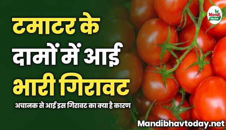 टमाटर के दामों में आई भारी गिरावट, अचानक से आई इस गिरावट का क्या है कारण, जानिए इस रिपोर्ट में। 