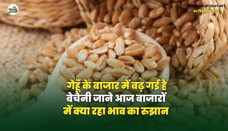 गेहूँ के बाजार में बढ़ गई है बेचैनी | जाने आज बाजारों में क्या रहा भाव का रुझान