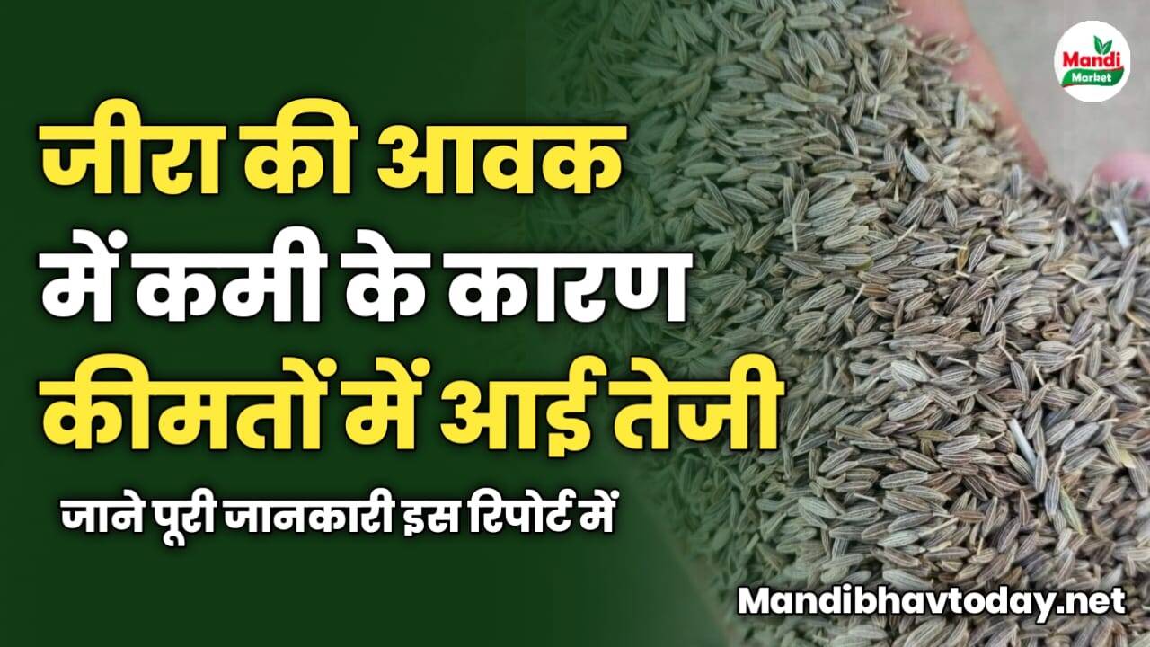 जीरा की आवक में कमी के कारण कीमतों में आई तेजी | जाने पूरी जानकारी इस रिपोर्ट में