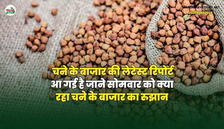 चने के बाजार की लेटेस्ट रिपोर्ट आ गई है | जाने सोमवार को क्या रहा चने के बाजार का रुझान