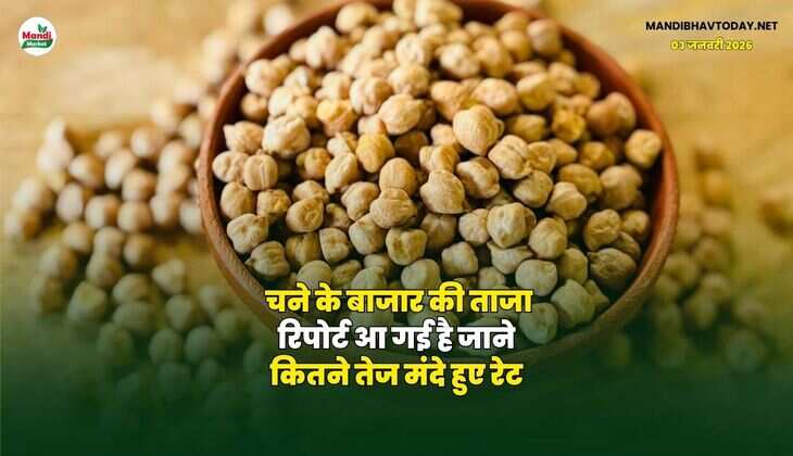 चने के बाजार की ताजा रिपोर्ट आ गई है | जाने कितने तेज मंदे हुए रेट