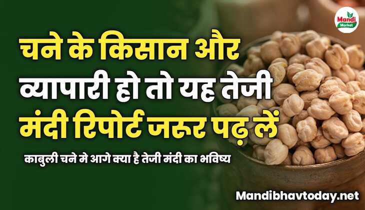 चने के किसान और व्यापारी हो तो यह तेजी मंदी रिपोर्ट जरूर पढ़ लें | काबुली चने मे आगे क्या है तेजी मंदी का भविष्य 