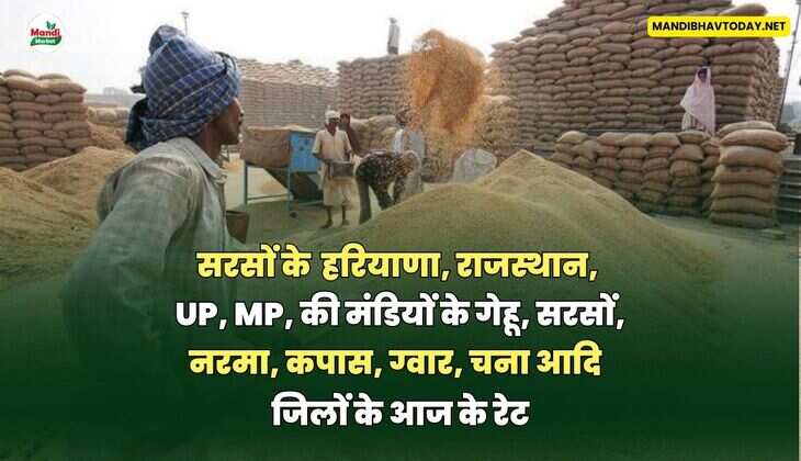  हरियाणा, राजस्थान, UP, MP, की मंडियों के गेहू, सरसों, नरमा, कपास, ग्वार, चना आदि | जिलों के आज के रेट 22 सितंबर 25