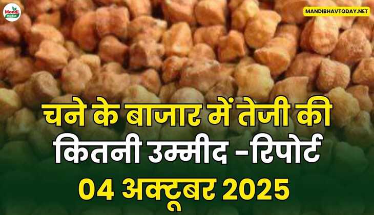 चने के बाजार में तेजी की कितनी उम्मीद - रिपोर्ट
