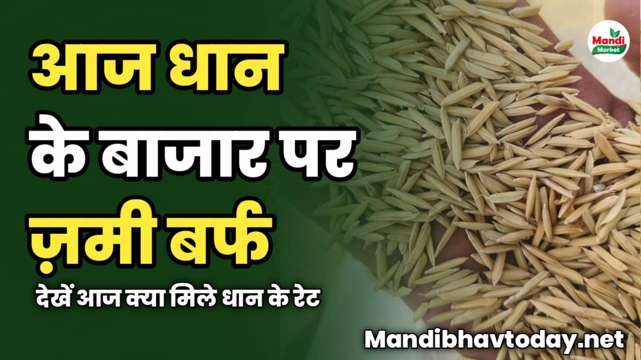 धान के बाजार पर ज़मी बर्फ | देखें आज क्या मिले रेट