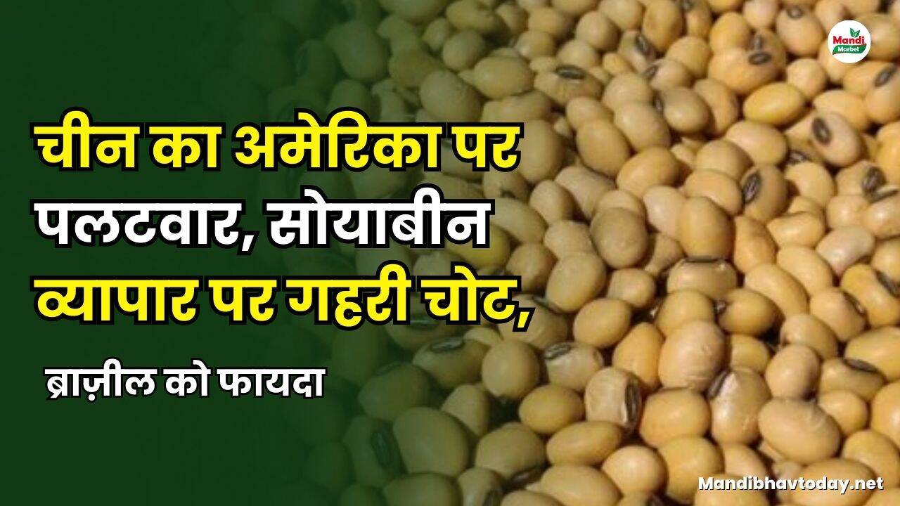 चीन का अमेरिका पर पलटवार, सोयाबीन व्यापार पर गहरी चोट, ब्राज़ील को फायदा