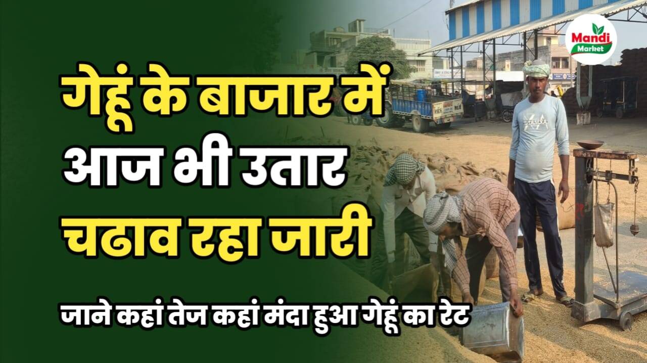 गेहूं के बाजार में आज भी उतार चढ़ाव जारी | देखें किन मंडियो में मिले सबसे ऊंचे रेट