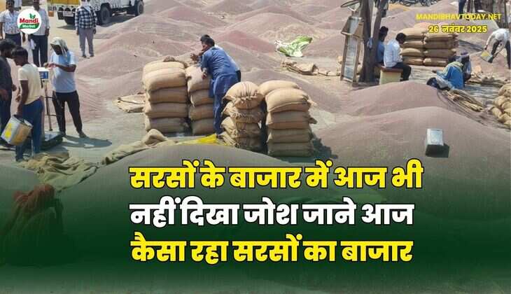सरसों के बाजार में आज भी नहीं दिखा जोश | जाने आज कैसा रहा सरसों का बाजार