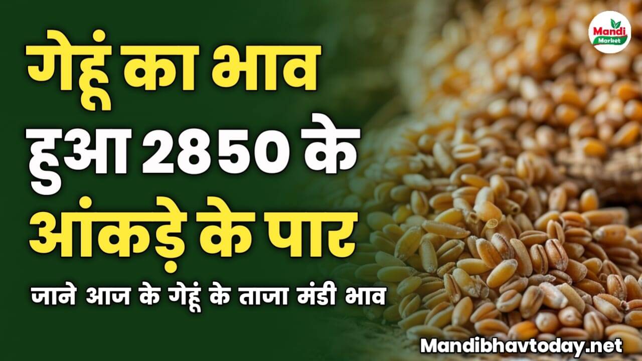 गेहूं का भाव हुआ 2850 के आंकड़े के पार | जाने आज के गेहूं के ताजा मंडी भाव