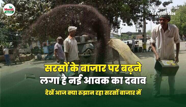 सरसों के बाजार पर बढ़ने लगा है नई आवक का दबाव | देखें आज क्या रुझान रहा सरसों बाजार में