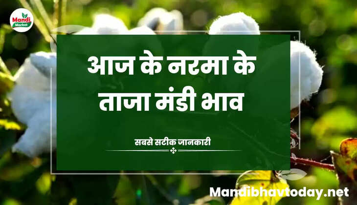 देखे आज के नरमा और कपास के ताजा मंडी भाव 07 April 2023