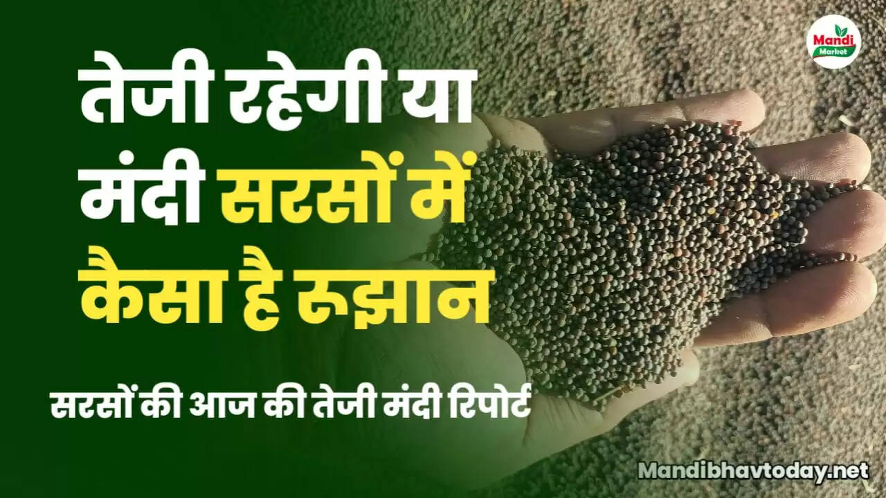 mustard live rate