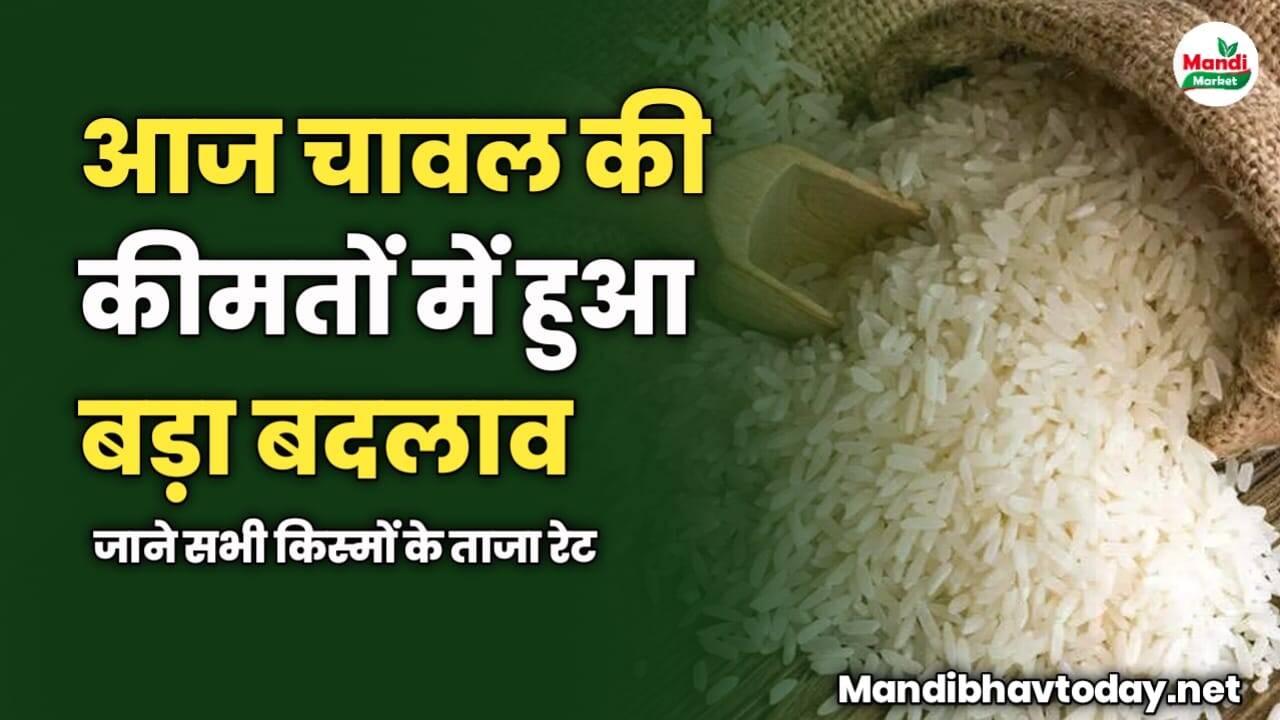 आज चावल की कीमतों में हुआ बड़ा बदलाव | जाने सभी किस्मों के ताजा रेट