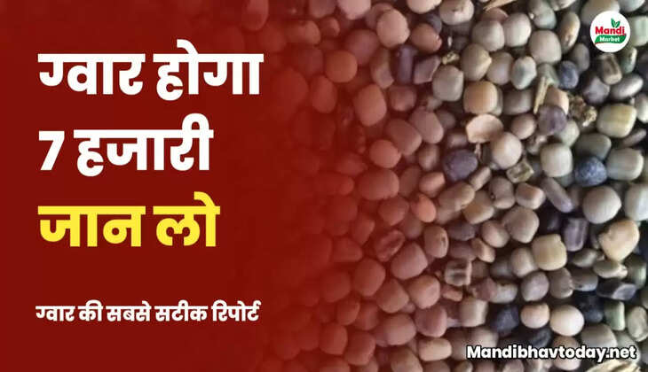 ग्वार में आयेगी तगड़ी तेजी | जानिए क्या है वज़ह l ग्वार की तेजी मंदी रिपोर्ट