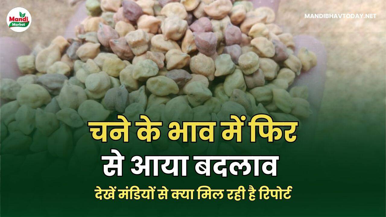 चने के भाव में फिर से आया बदलाव | देखें मंडियों से क्या मिल रही है रिपोर्ट