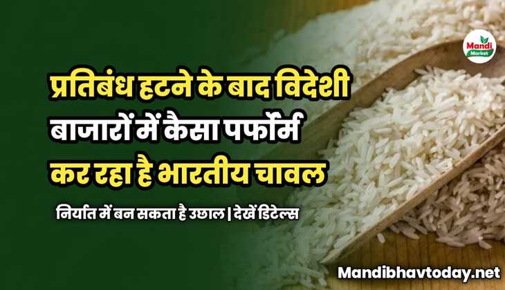 प्रतिबंध हटने के बाद विदेशी बाजारों में कैसा पर्फॉर्म कर रहा है भारतीय चावल | निर्यात में बन सकता है उछाल | देखें डिटेल्स