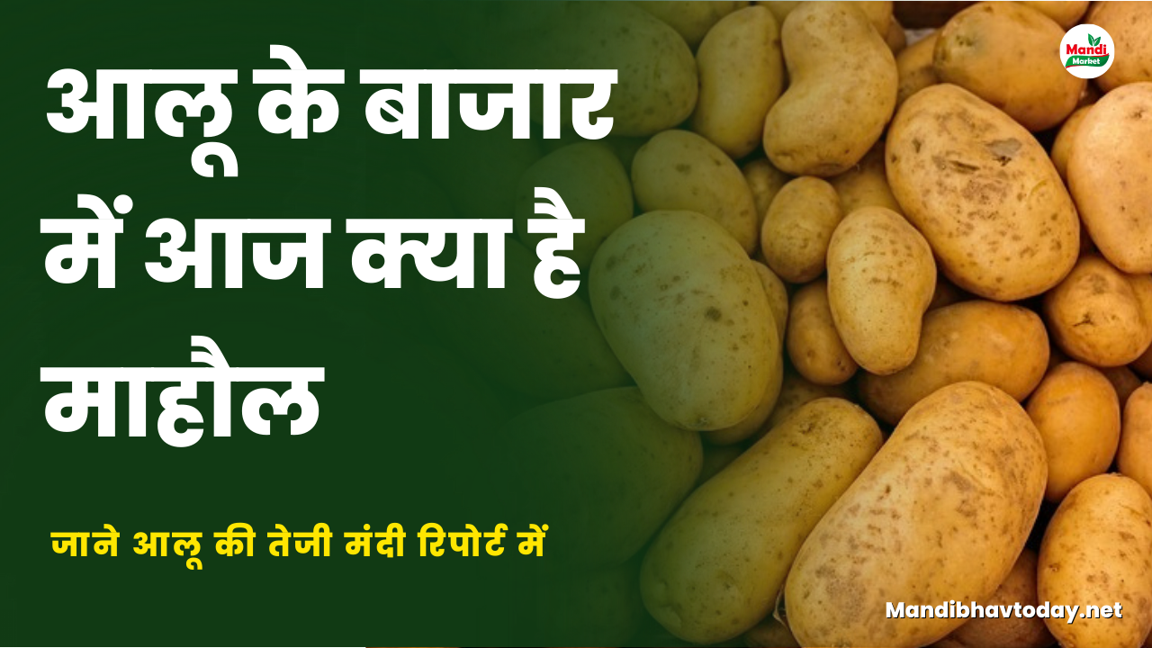 जाने आलू की तेजी मंदी रिपोर्ट में