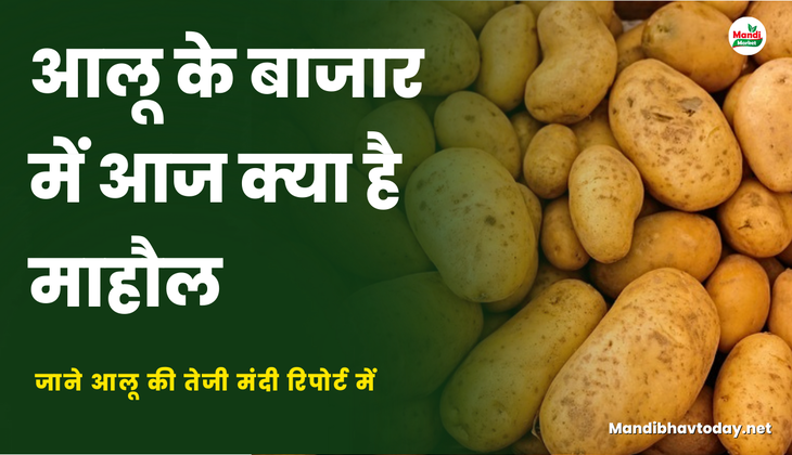  जाने आलू की तेजी मंदी रिपोर्ट में