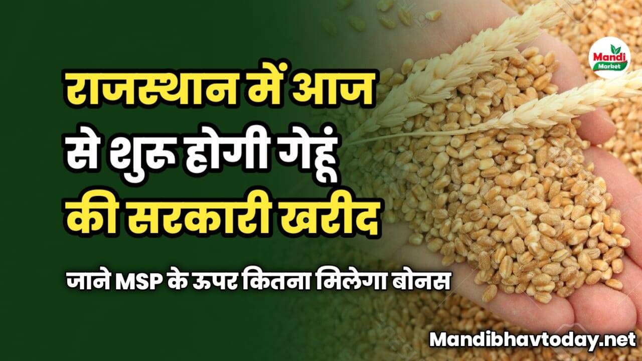राजस्थान में आज से शुरू होगी गेहूं की सरकारी खरीद | जाने MSP के ऊपर कितना मिलेगा बोनस 