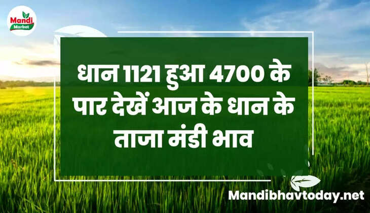 धान 1121 हुआ 4700 के पार देखें आज के धान के ताजा मंडी भाव | Basmati Paddy Rate Today 20 December 2022