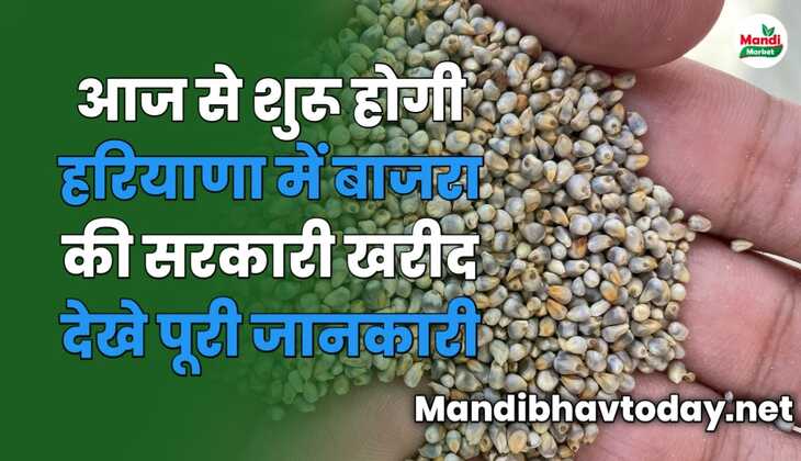 आज से शुरू होगी हरियाणा में बाजरा की सरकारी खरीद | देखे पूरी जानकारी इस रिपोर्ट में 