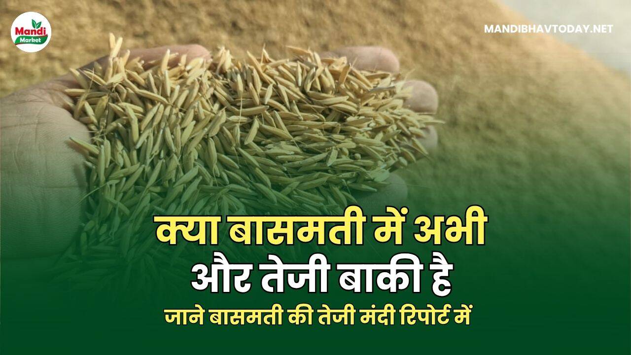 जाने बासमती की तेजी मंदी रिपोर्ट में