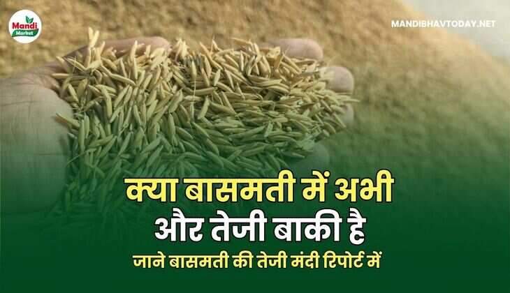  जाने बासमती की तेजी मंदी रिपोर्ट में