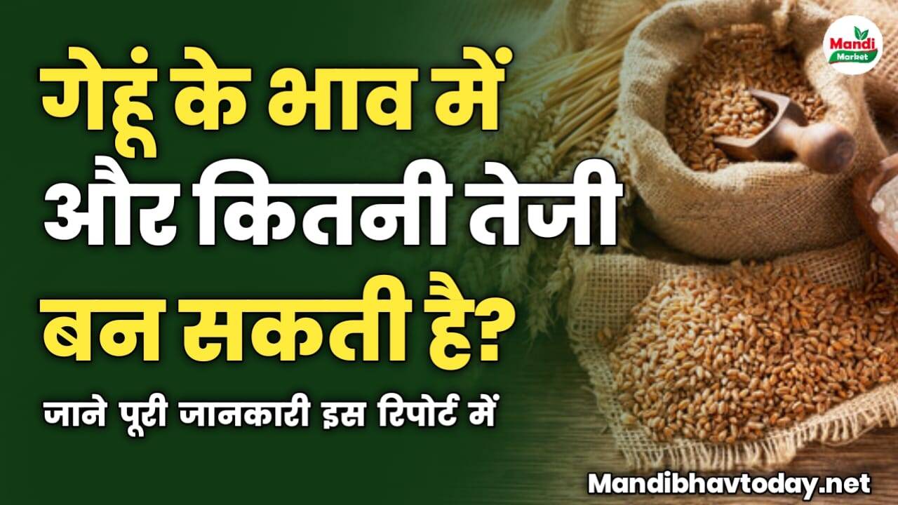 गेहूं के भाव में और कितनी तेजी बन सकती है | जाने पूरी जानकारी इस रिपोर्ट में 