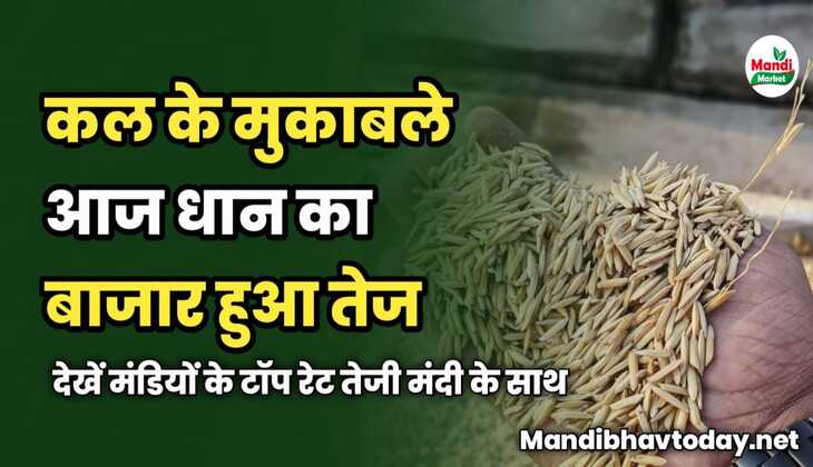 कल के मुकाबले आज धान का बाजार हुआ तेज | देखें मंडियों के टॉप रेट तेजी मंदी के साथ