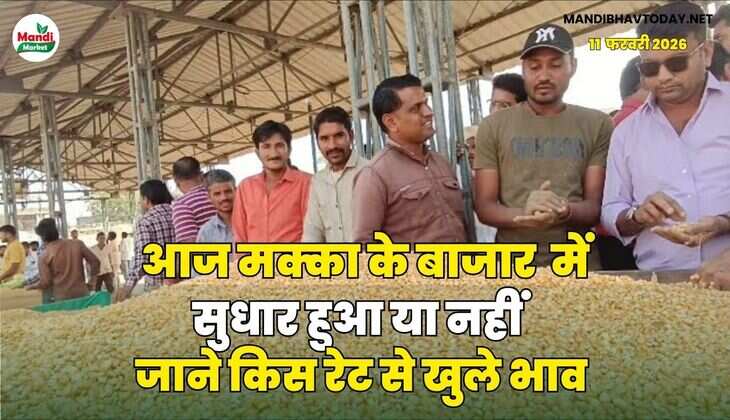 आज मक्का के बाजार  में सुधार हुआ या नहीं  