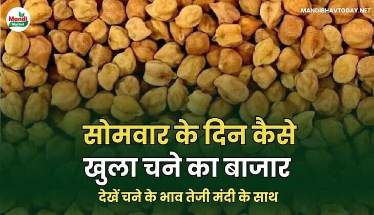 सोमवार के दिन कैसे खुला चने का बाजार | देखें चने के भाव तेजी मंदी के साथ