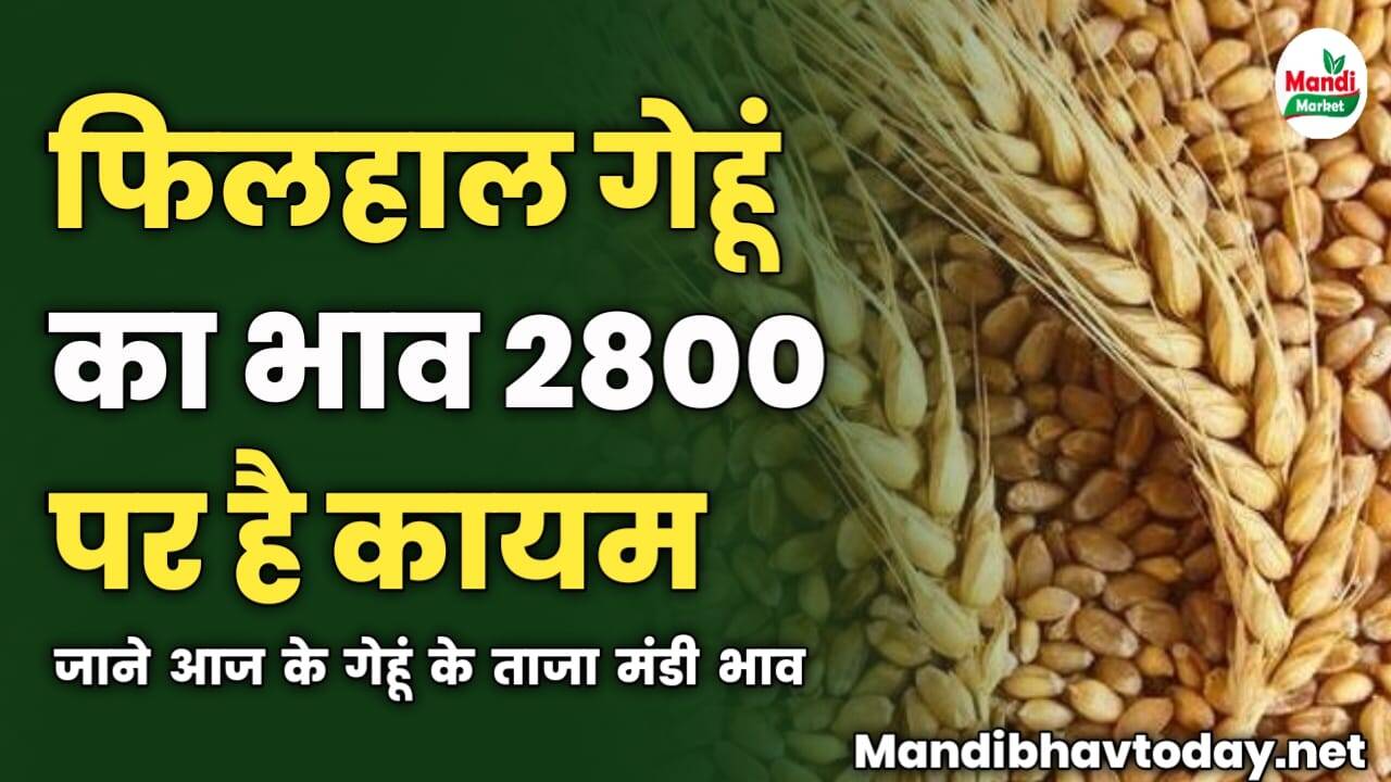 फिलहाल गेहूं का भाव 2800 पर है कायम | जाने आज के गेहूं के ताजा मंडी भाव