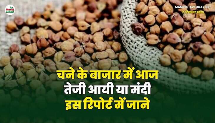 चने के बाजार में आज तेजी आयी या मंदी | इस रिपोर्ट में जाने