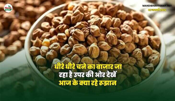 धीरे धीरे चने का बाजार जा रहा है उपर की ओर | देखें आज के क्या रहे रूझान