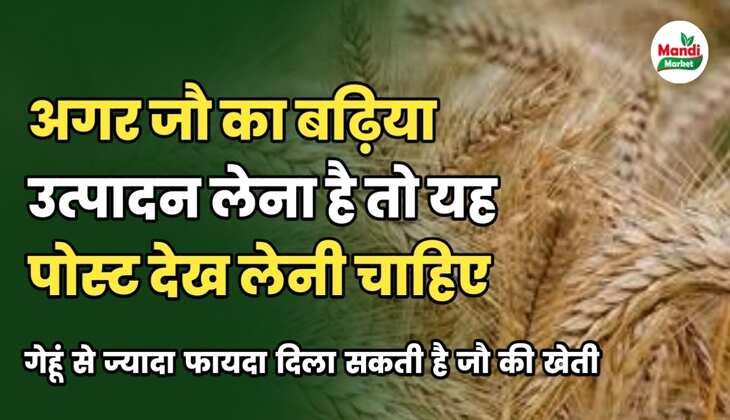 जौ की खेती 