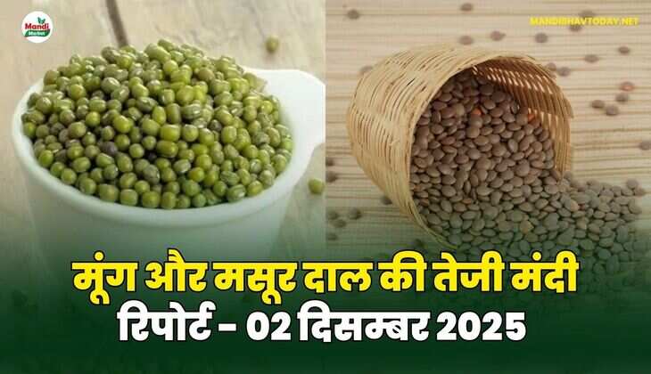 मूंग मसूर दाल की तेजी मंदी रिपोर्ट - 02 दिसम्बर 2025