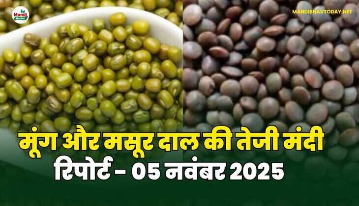 मूँग और मसूर दाल की तेजी मंदी रिपोर्ट - 05 नवंबर 2025 