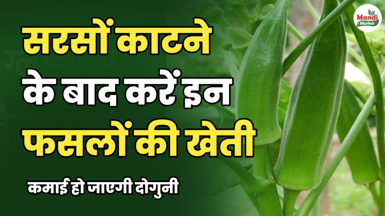 सरसों काटने के बाद करें इन फसलों की खेती। कमाई हो जाएगी दोगुनी