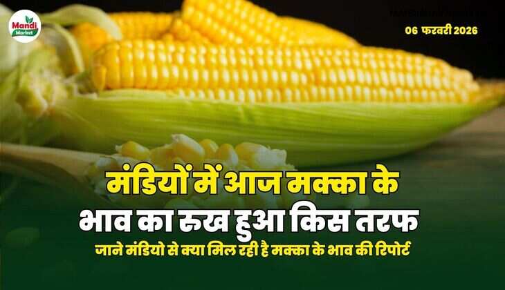 मंडियों में आज मक्का के भाव का रुख हुआ किस तरफ | जाने मंडियो से क्या मिल रही है मक्का के भाव की रिपोर्ट