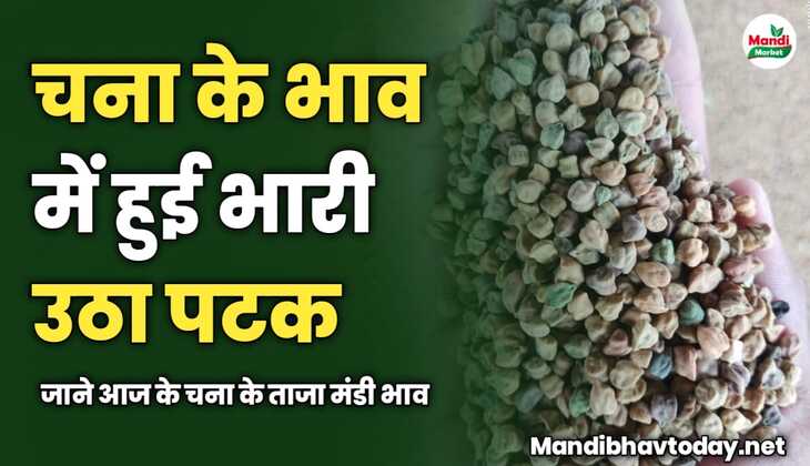 आज चना के भाव में हुई भारी उठा पटक | जाने आज के चना के ताजा मंडी भाव 