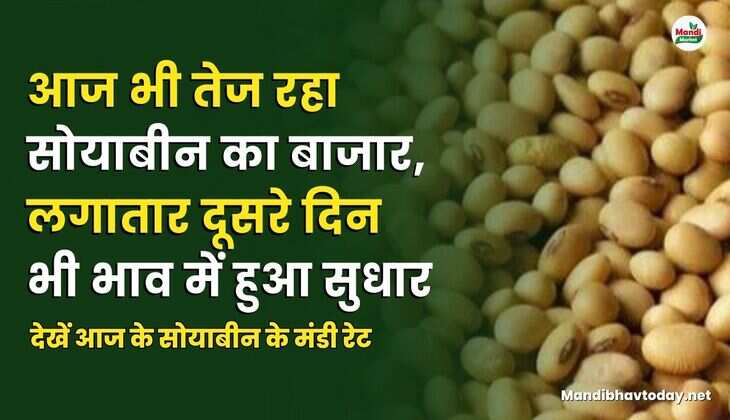 देखें आज के सोयाबीन के मंडी रेट
