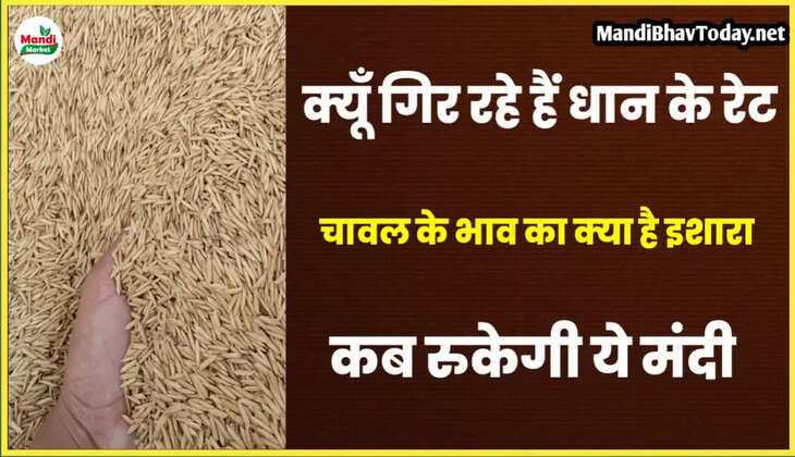 क्यूँ फिसल रहे हैं धान के भाव | देखें धान की तेजी मंदी रिपोर्ट