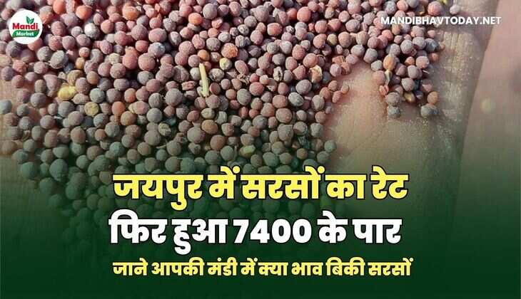 सरसों IMAGES