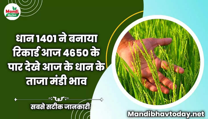 धान 1401 ने बनाया रिकार्ड आज 4650 के पार देखे आज के धान के ताजा मंडी भाव | Basmati Paddy Rate Today 22 December 2022