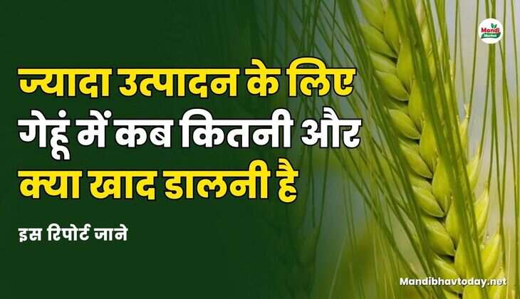 ज्यादा उत्पादन के लिए गेहूं में कब कितनी और क्या खाद डालनी है | इस रिपोर्ट जाने