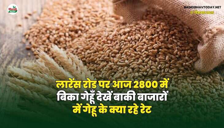 लारेंस रोड पर आज 2800 में बिका गेहूँ | देखें बाकी बाजारों में गेहू के क्या रहे रेट